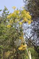 Image of Giant Fennel