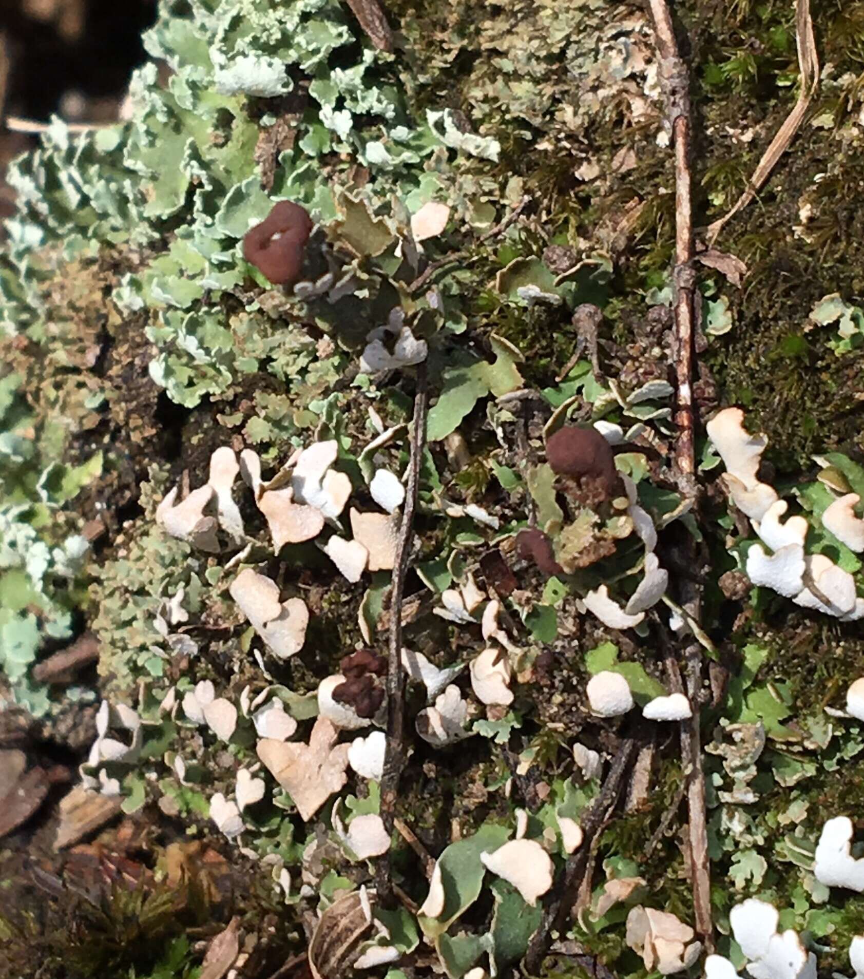 صورة Cladonia peziziformis (With.) J. R. Laundon