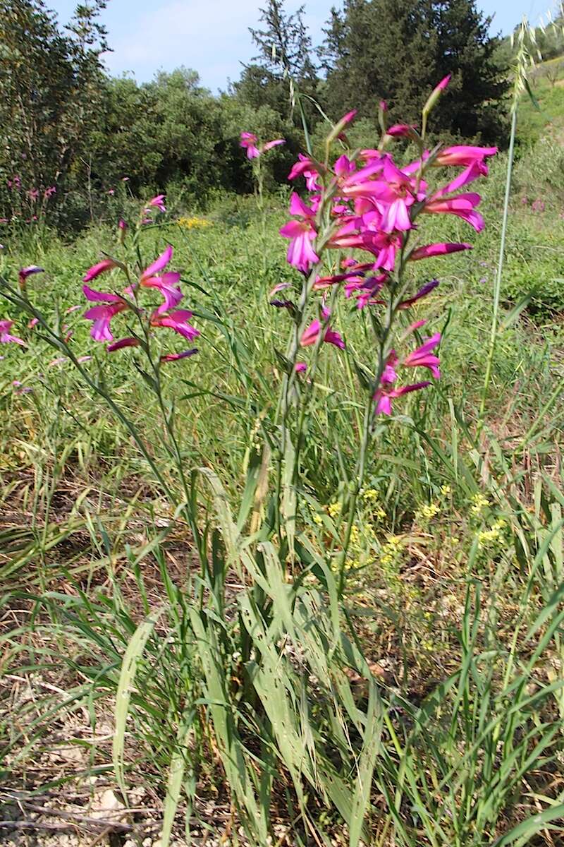Image of Common Sword Lily