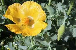 Image of Yellow Horned Poppy