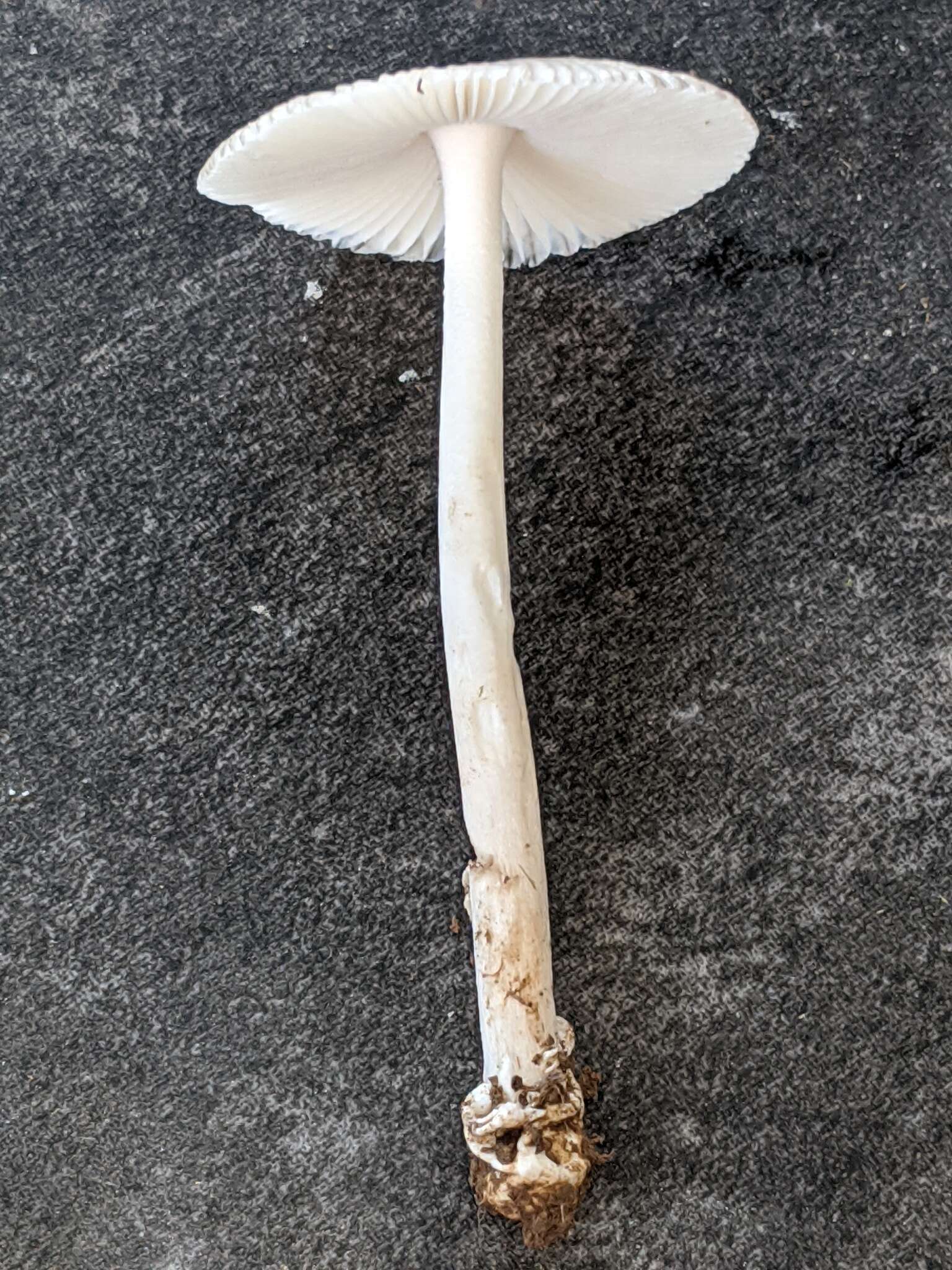 Image of Amanita virginiana (Murrill) Sacc. & Trotter 1925