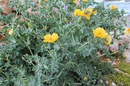 Image of Yellow Horned Poppy