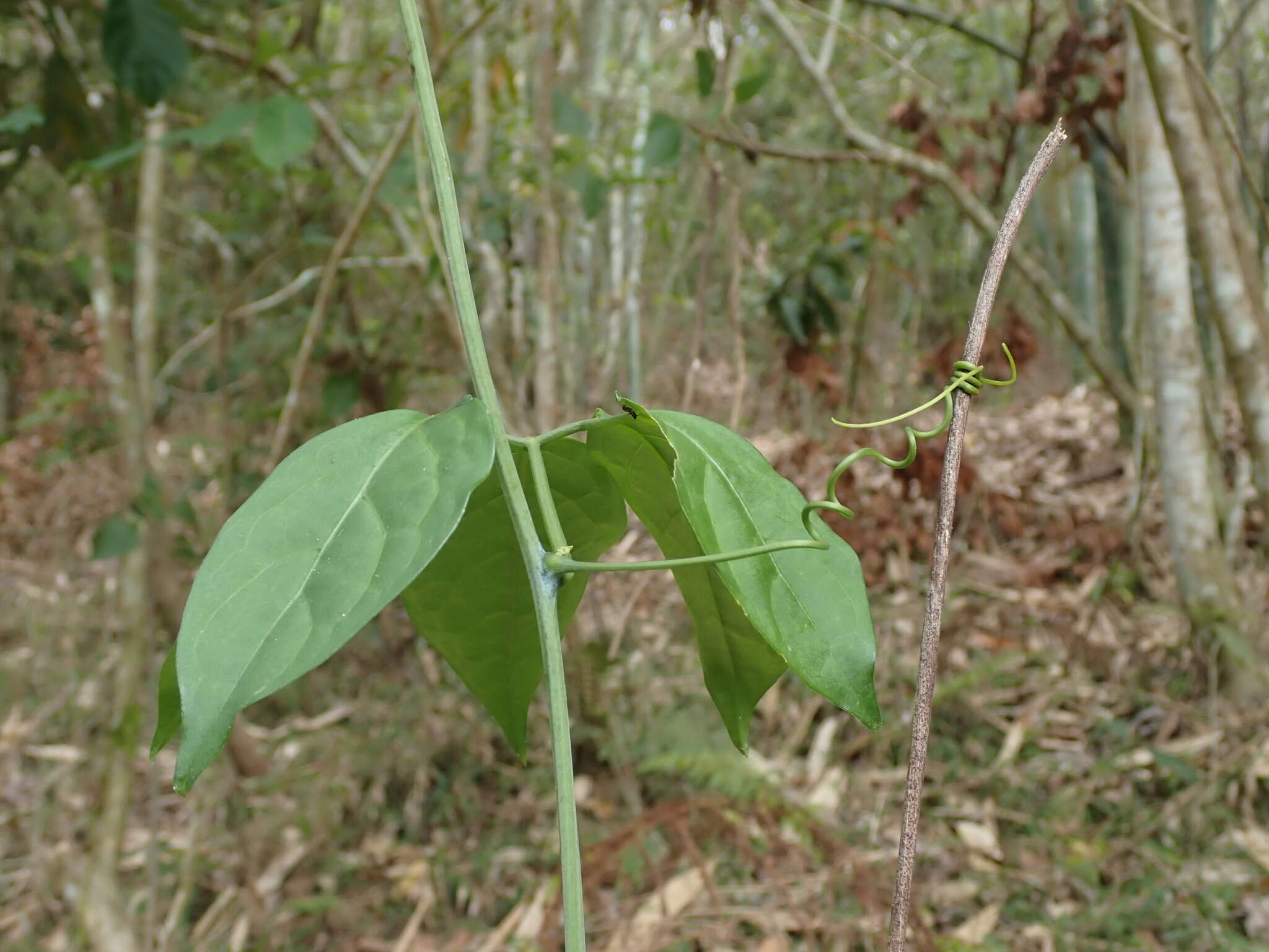 Image of Neoalsomitra clavigera (Wall.) Hutch.