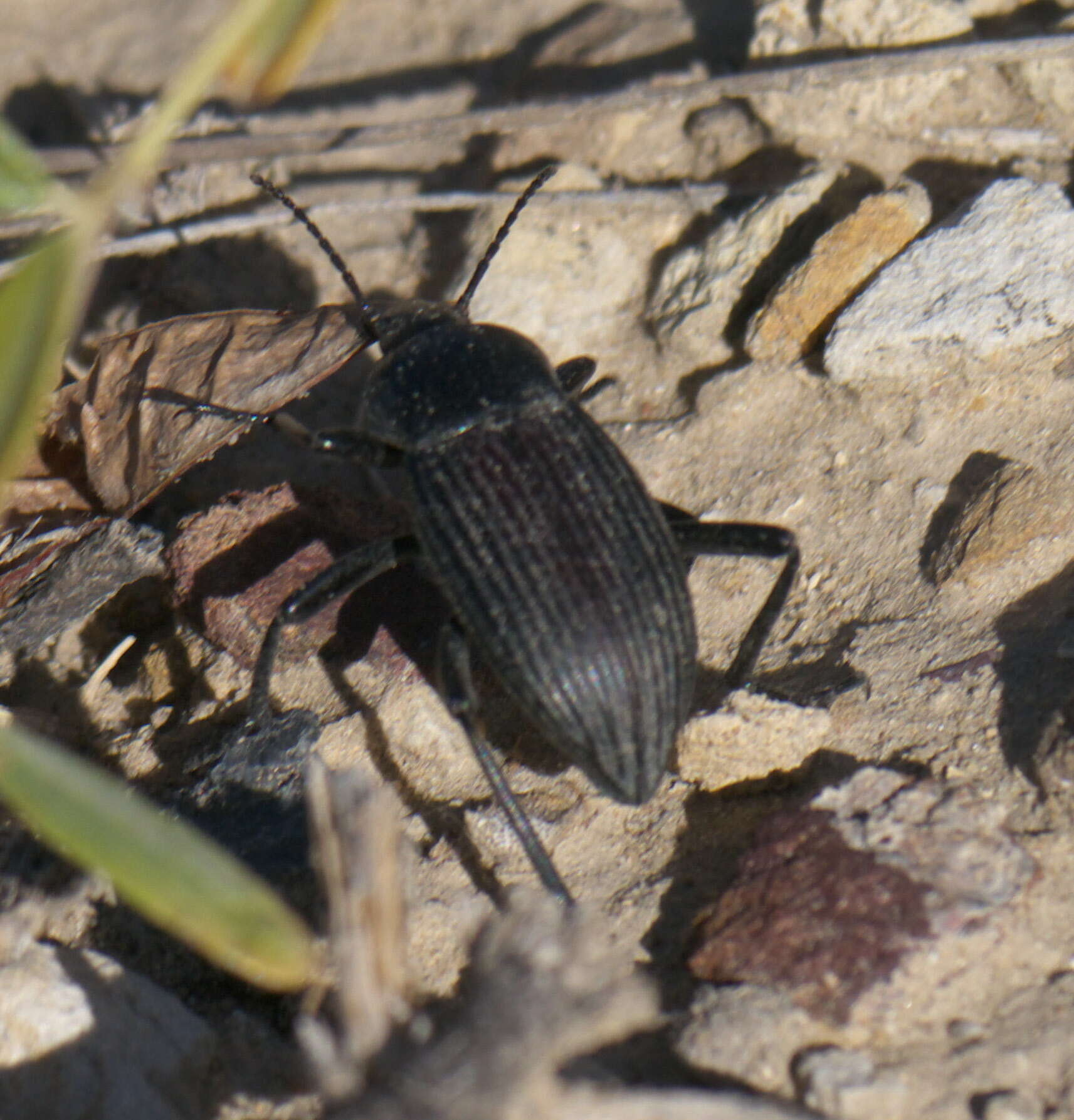 Imagem de Eleodes (Melaneleodes) carbonaria obsoleta (Say 1824)