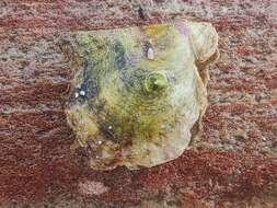 Image of rayed pearl oyster