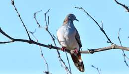 Image of Bar-shouldered Dove