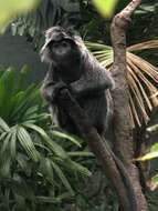 Image of Lutungs or leaf monkeys