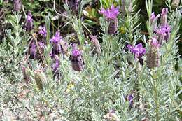 Image of French lavender