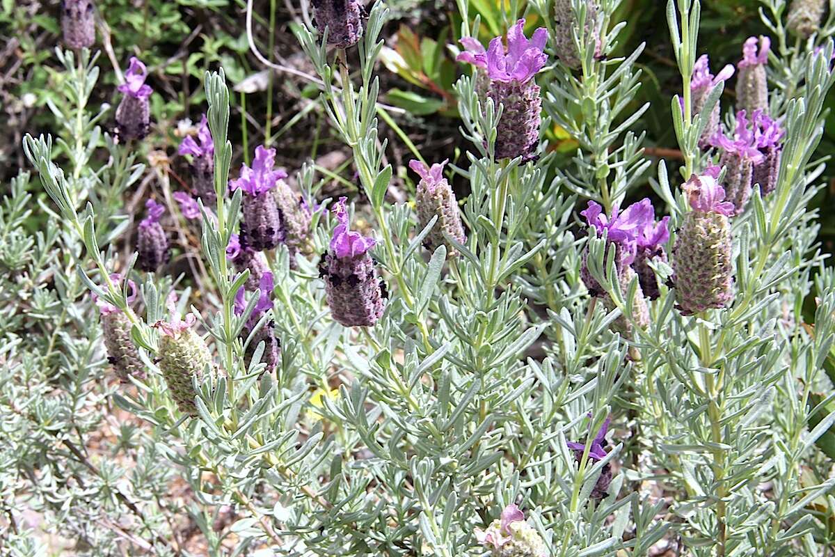 Image of French lavender