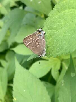 Image of hickory hairstreak