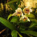 Image de Eria coronaria (Lindl.) Rchb. fil.