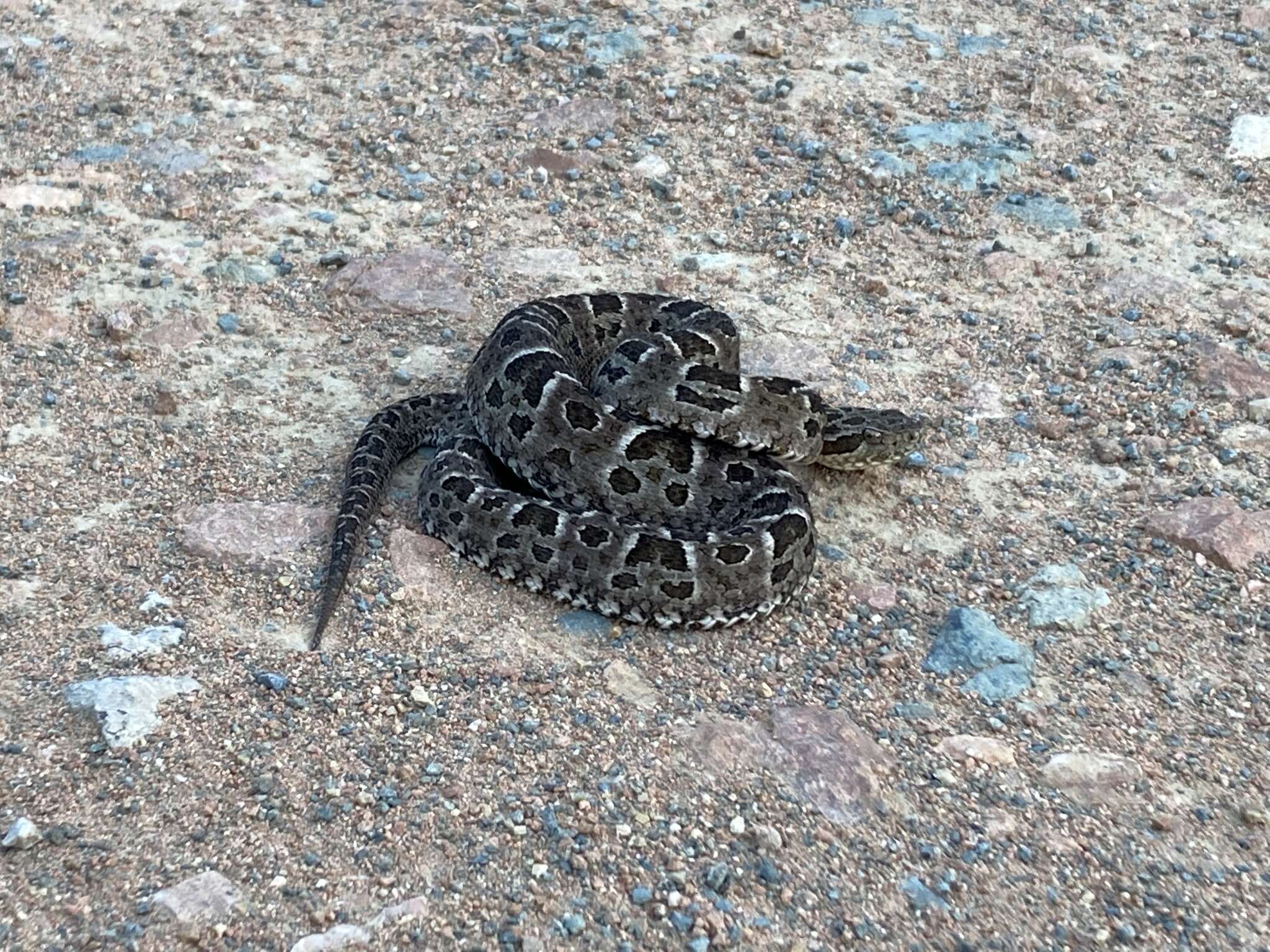 Bothrops pubescens (Cope 1870) resmi