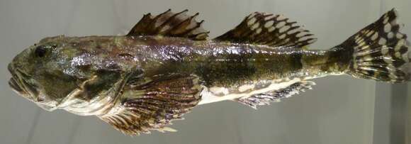 Image of Frog sculpin