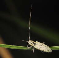 Image of Prosopocera (Paralphitopola) maculosa (Pascoe 1858)