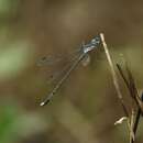 Image of Lestes malabaricus Fraser 1929