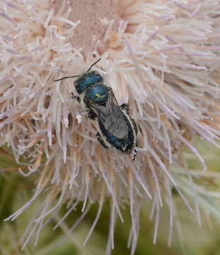 Image of Osmia chalybea Smith 1853