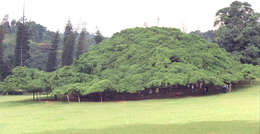 Imagem de Ficus benjamina L.