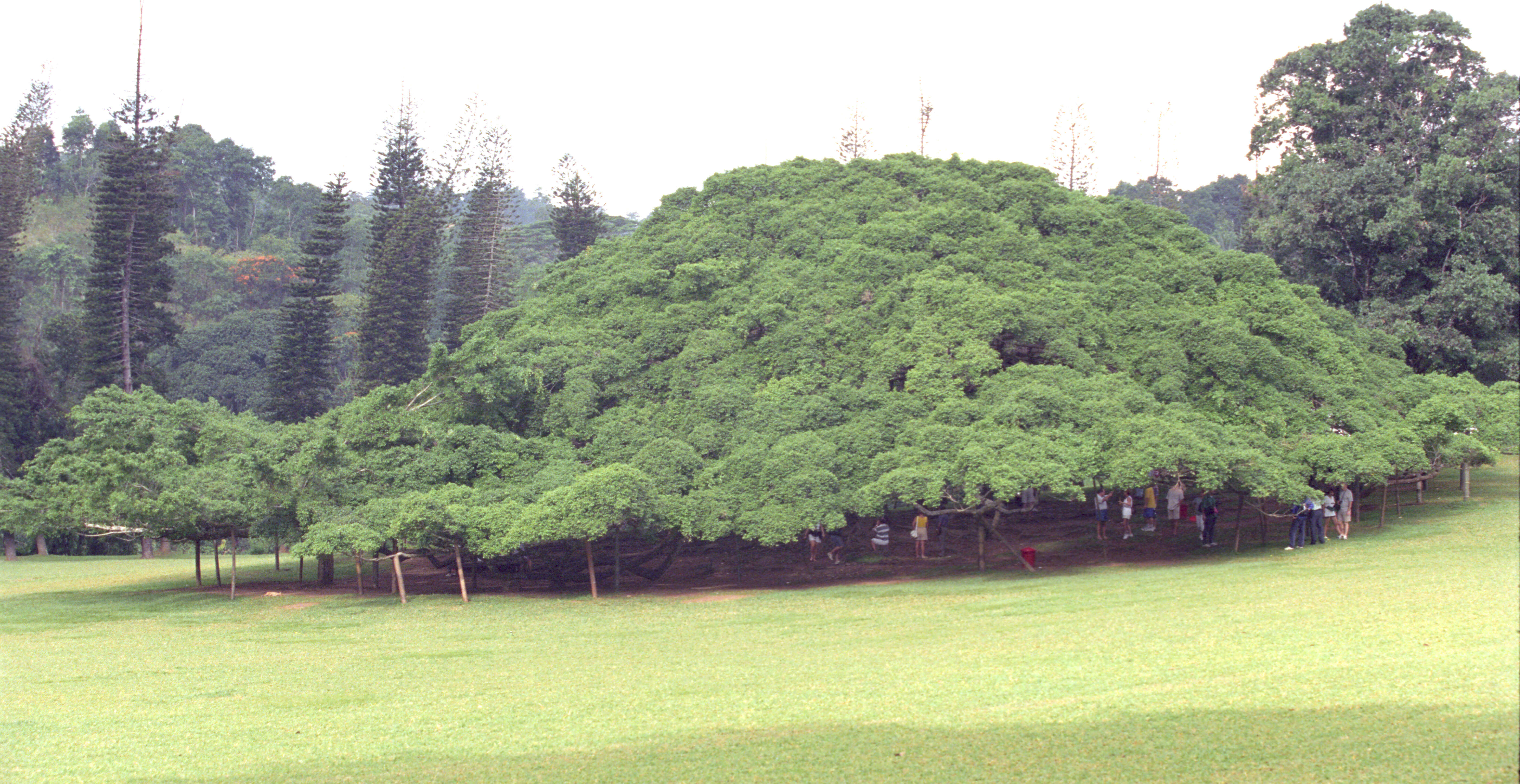 Imagem de Ficus benjamina L.