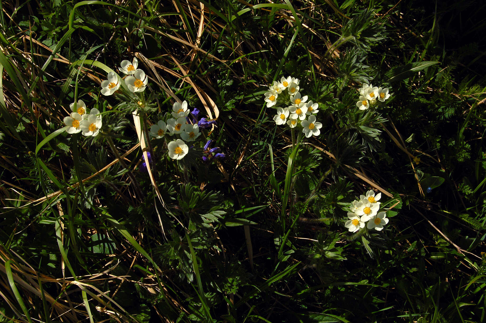 Imagem de Anemonastrum narcissiflorum subsp. crinitum (Juz.) Raus