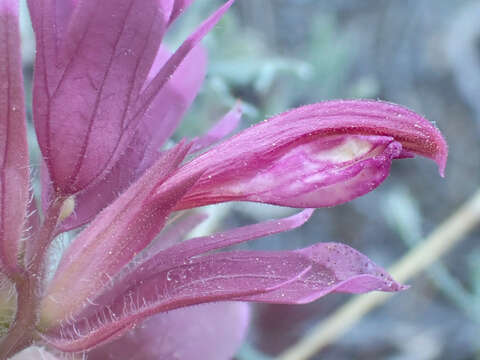 Imagem de Orthocarpus pachystachyus A. Gray