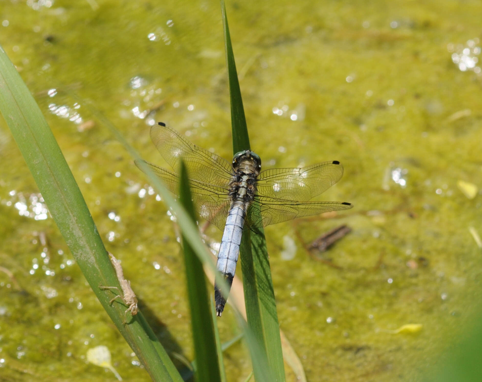 Sivun Orthetrum albistylum (Selys 1848) kuva