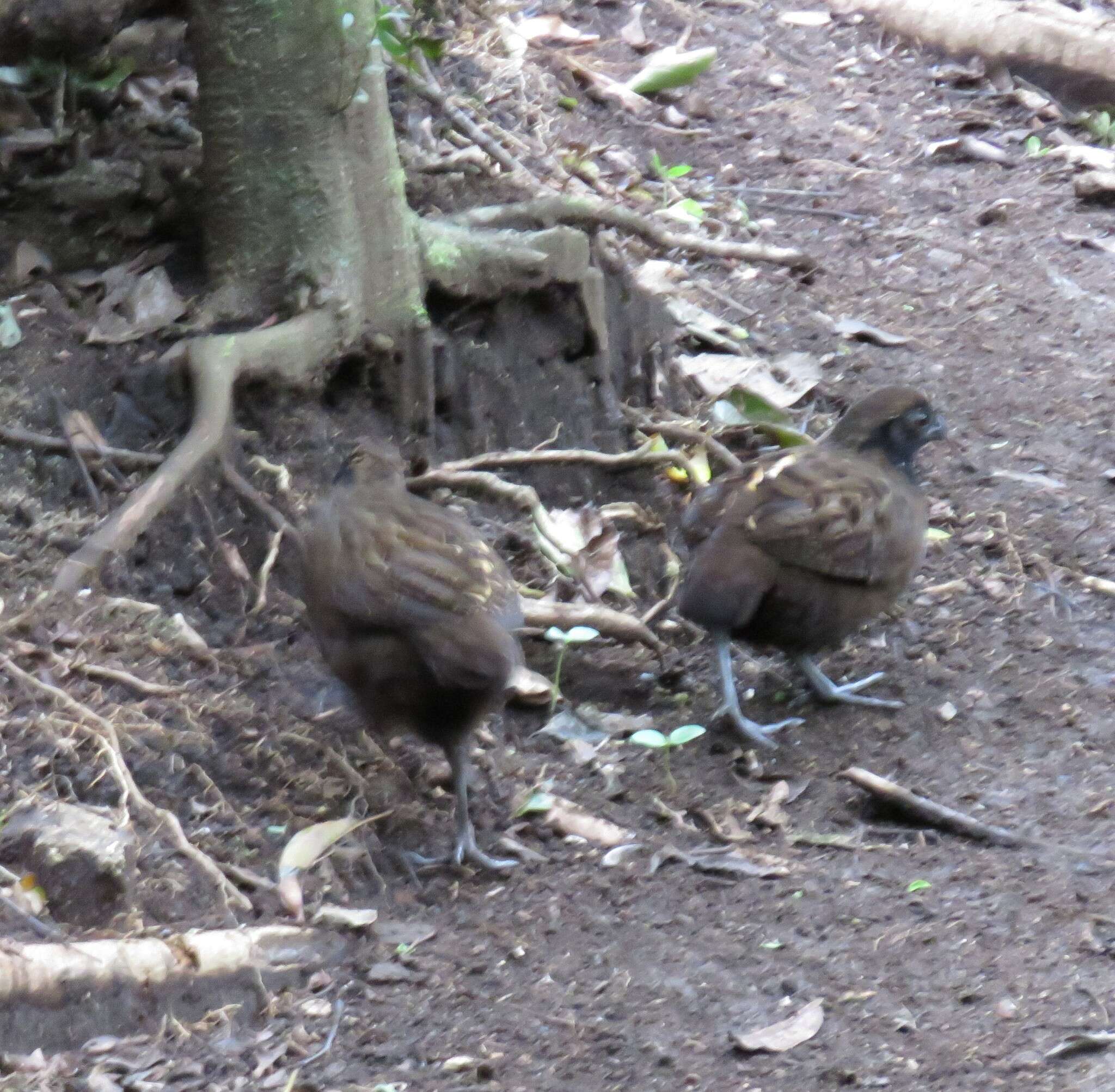 Image of Black-breasted Wood Quail