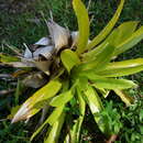 صورة Werauhia gigantea (Mart. ex Schult. & Schult. fil.) J. R. Grant