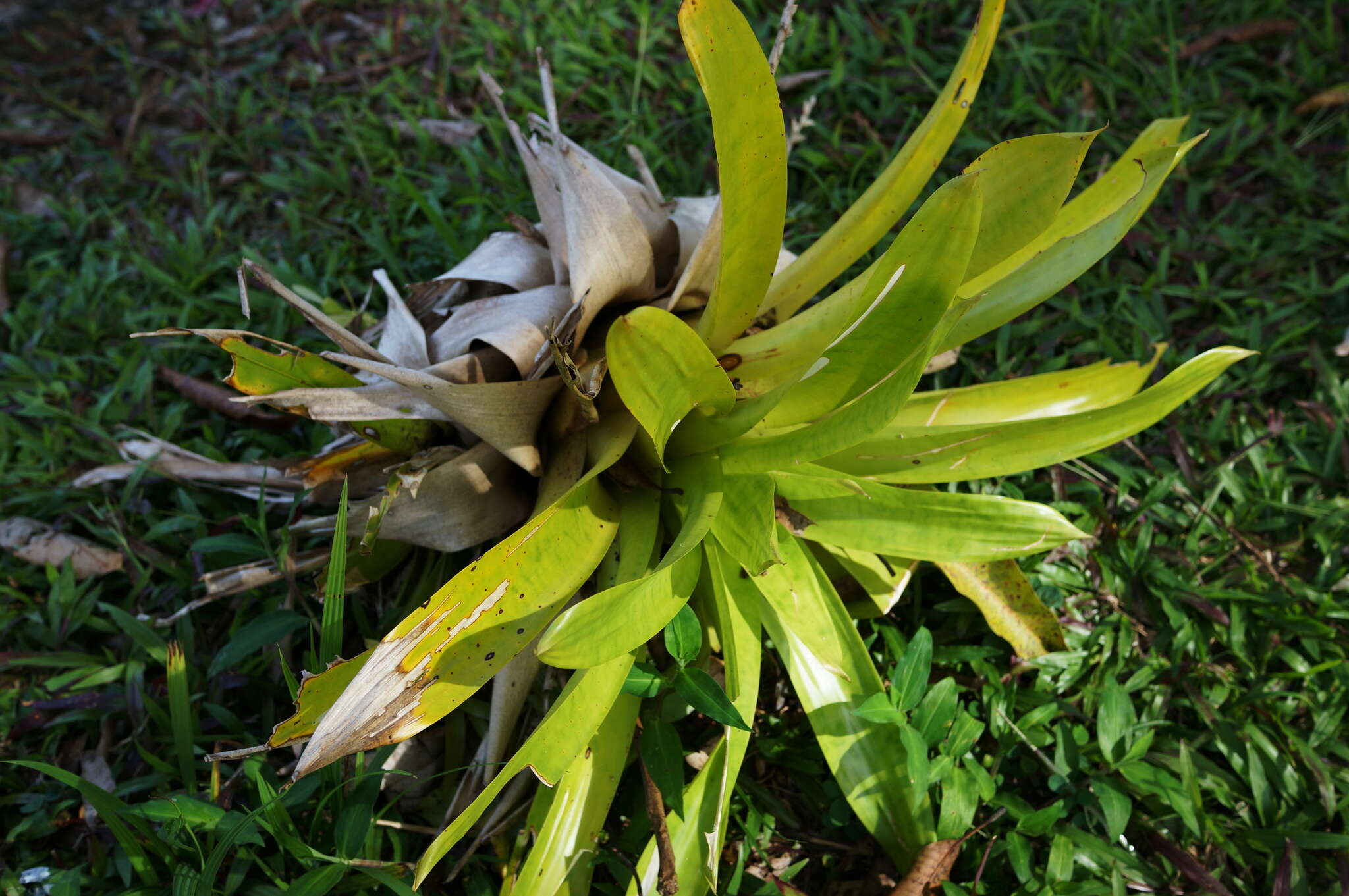 Image of Werauhia gigantea (Mart. ex Schult. & Schult. fil.) J. R. Grant