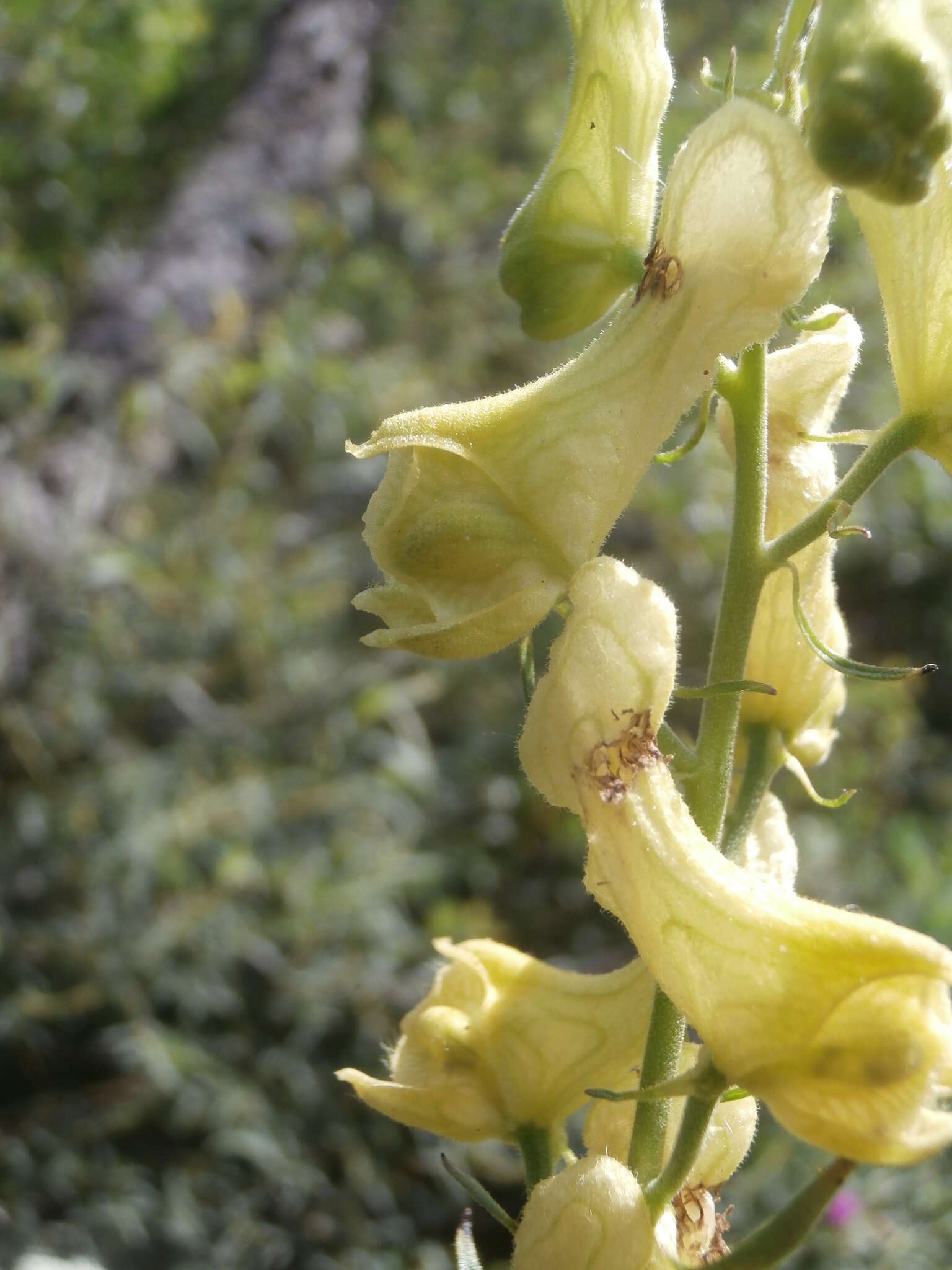 Image of monkshood