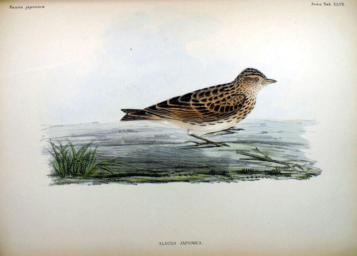 Image of Alauda arvensis japonica Temminck & Schlegel 1848