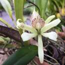 Plancia ëd Prosthechea aemula (Lindl.) W. E. Higgins