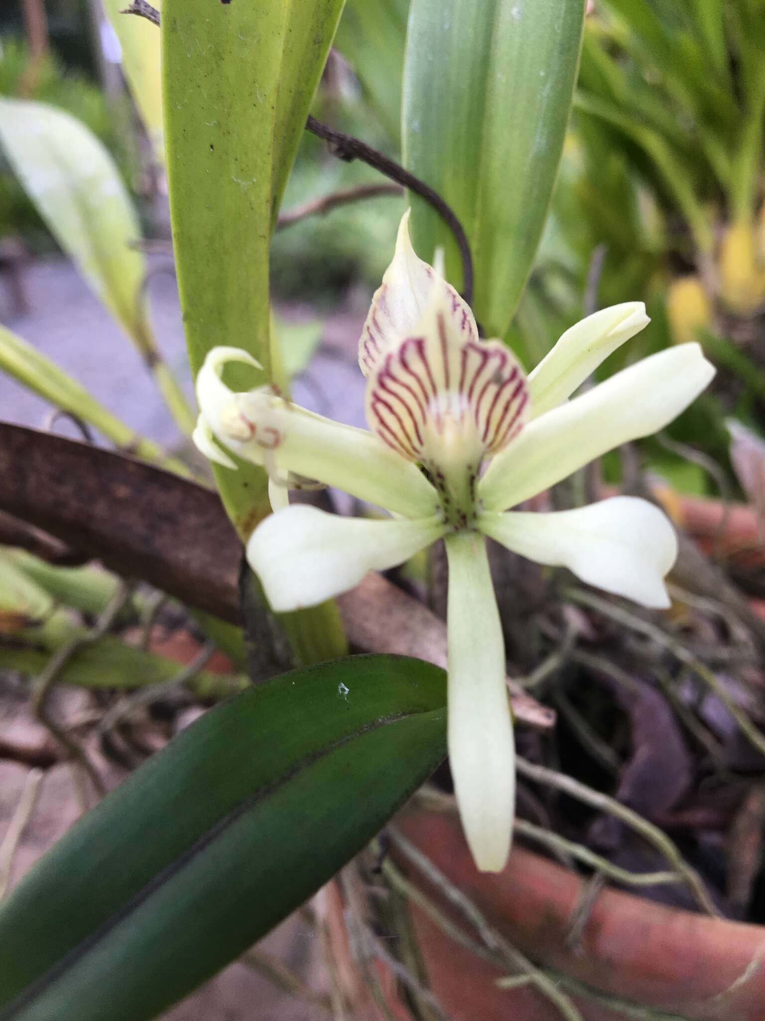 Image of Prosthechea aemula (Lindl.) W. E. Higgins