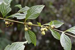 Image of Lippia cardiostegia Benth.