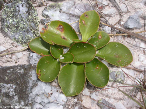 Image de Euphorbia subapoda Baill.