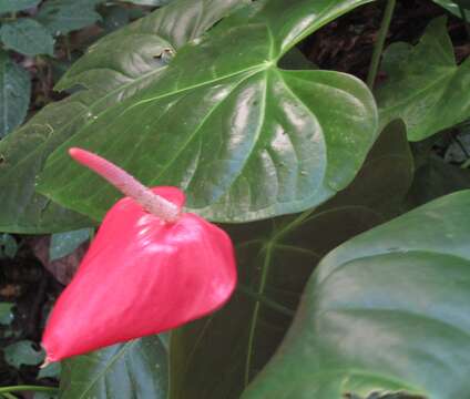 Anthurium andraeanum Linden ex André resmi