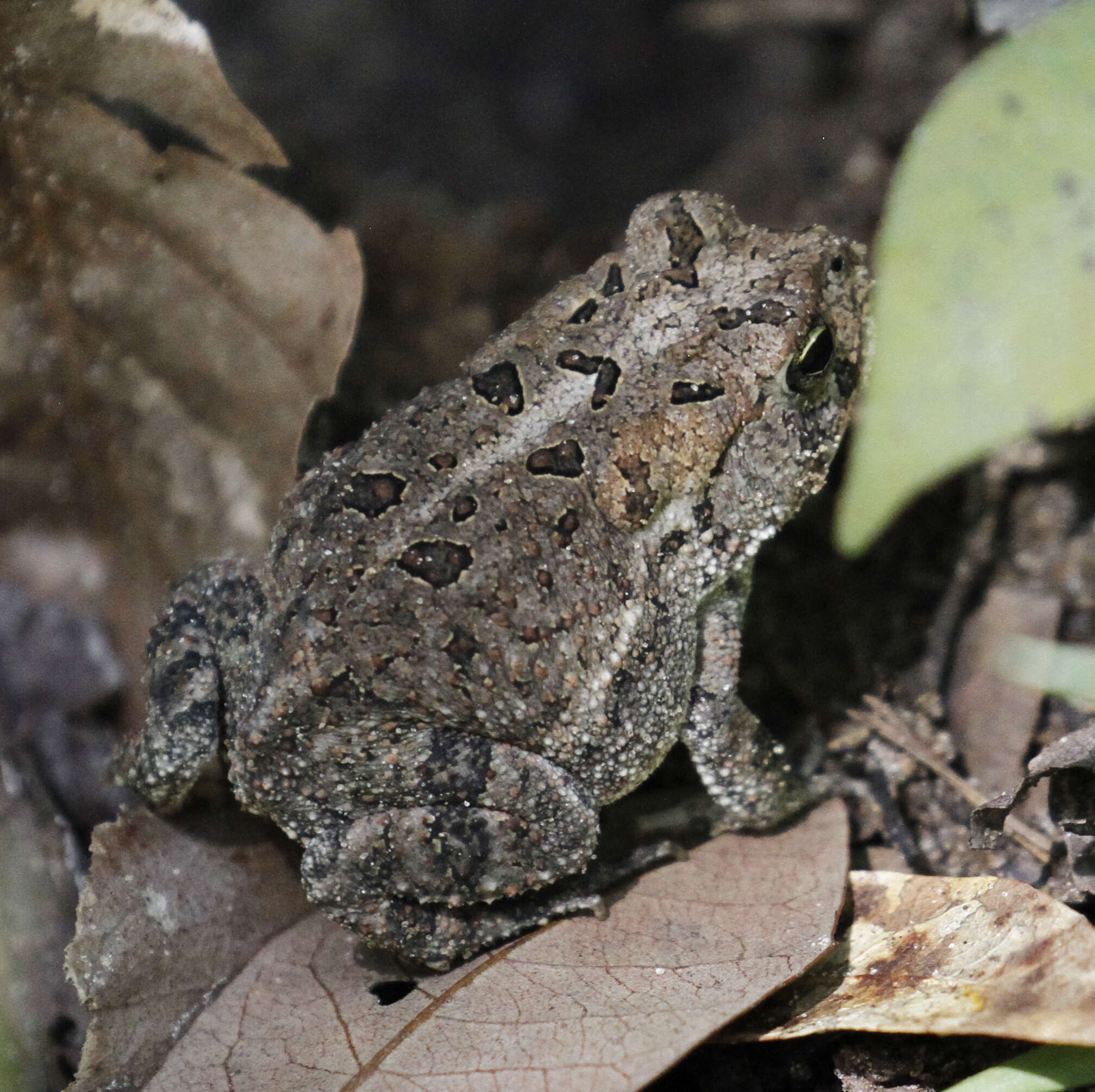 Image of Southern Toad