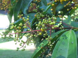 Plancia ëd Miconia longifolia (Aubl.) DC.