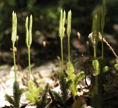 Image of Stag's-horn Clubmoss