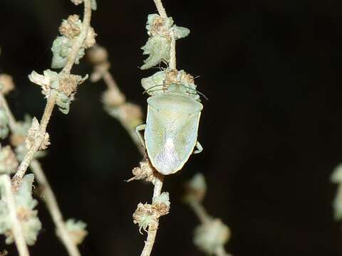 Image of <i>Brachynema cinctum</i> (Fabricius 1775)