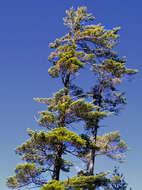 Image of jack pine