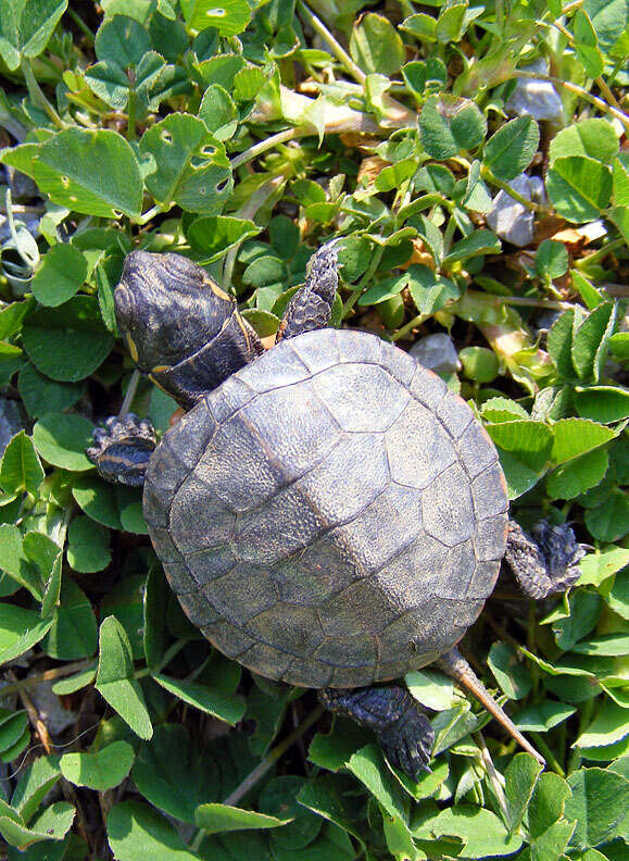 Image of Eastern Painted Turtle