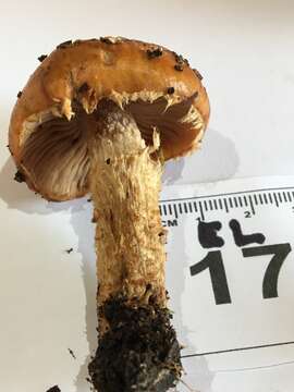 Image of Cortinarius perfoetens E. Horak, Peintner, M. M. Moser & Vilgalys 2002