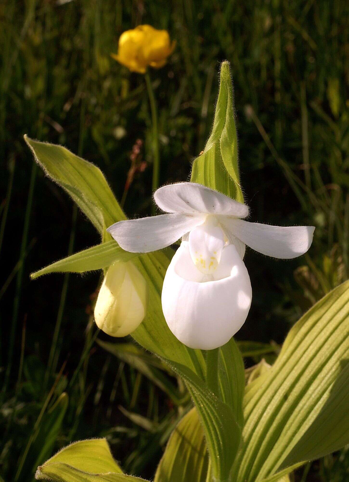 Image of Showy lady's slipper