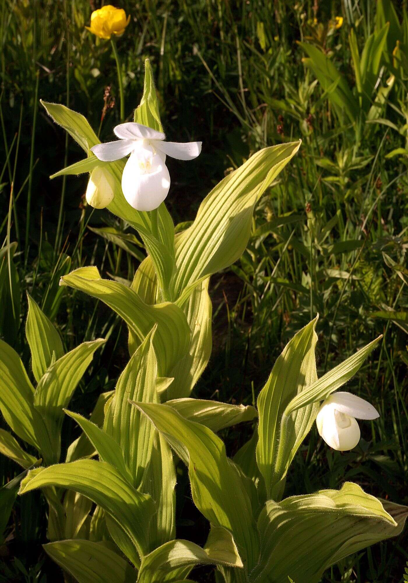 Image of Showy lady's slipper