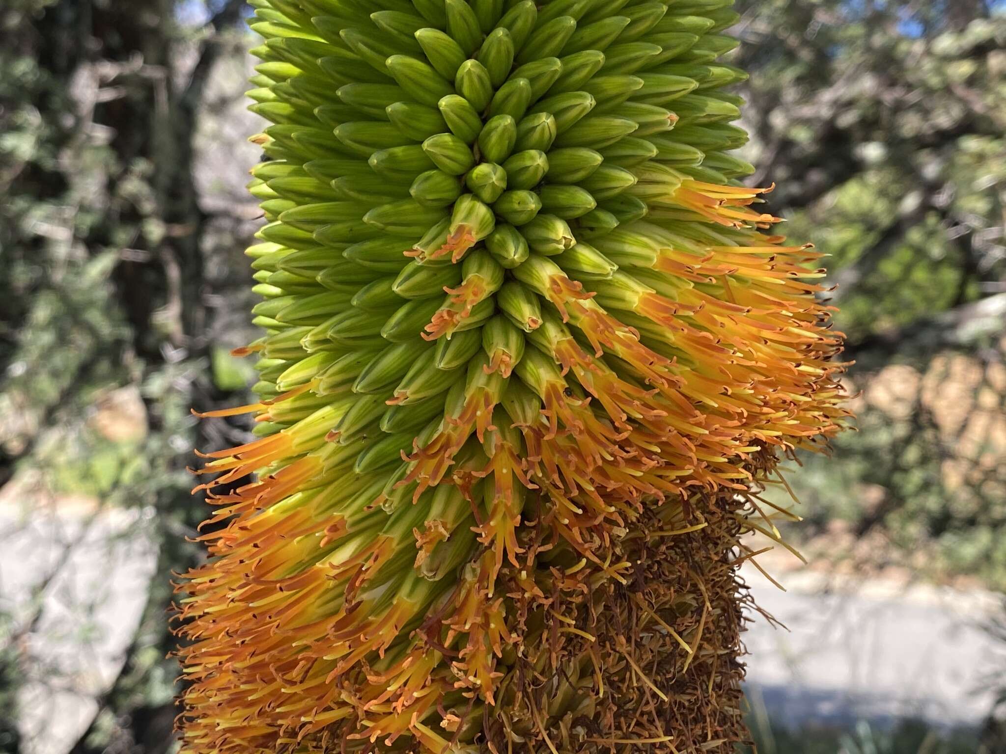Image of Aloe broomii var. tarkaensis Reynolds