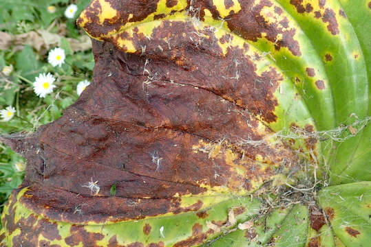 Image of Pucciniastrum myosotidii McKenzie & Padamsee 2014