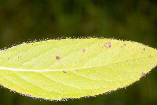 Image of Devil’s Bit Scabious