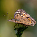 صورة Junonia erigone Cramer 1779