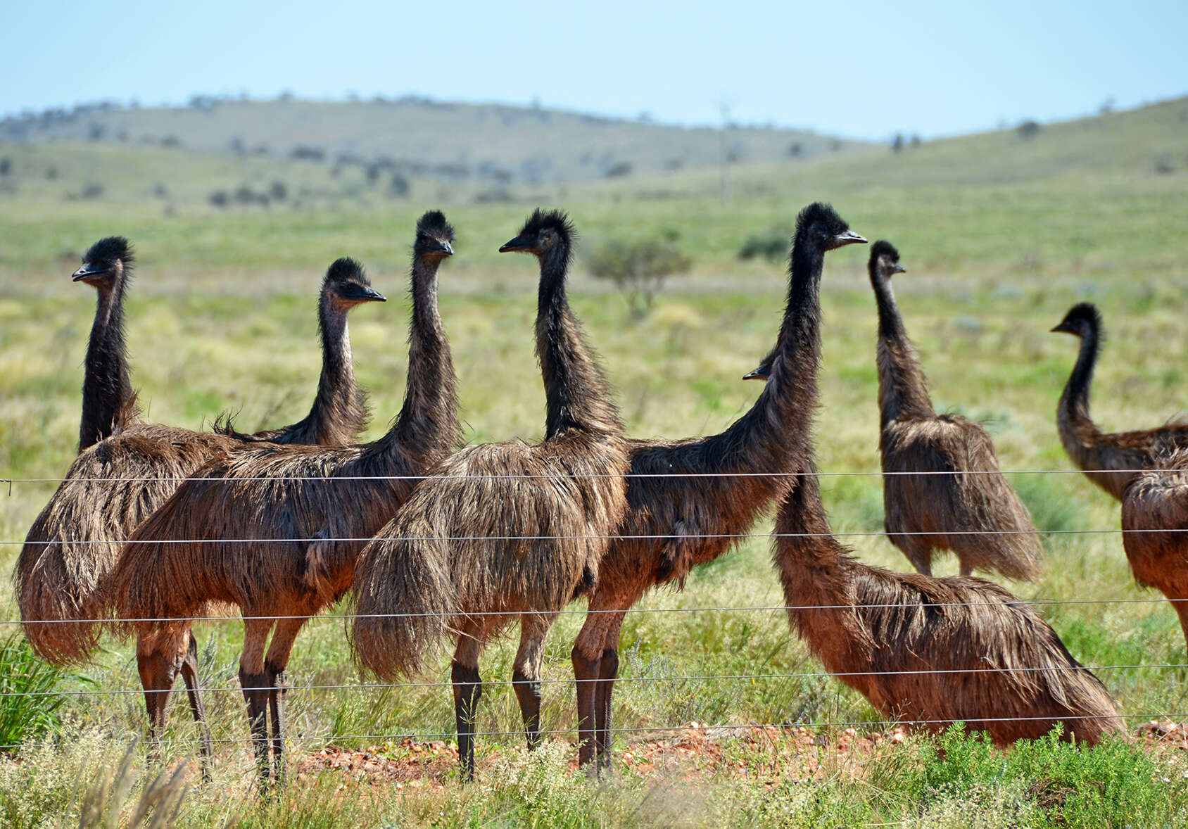 Image of Cassowaries and Emus