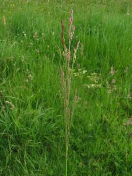 Image of creeping bentgrass